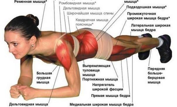 Комплекс упражнений для укрепления мышечного корсета спины
